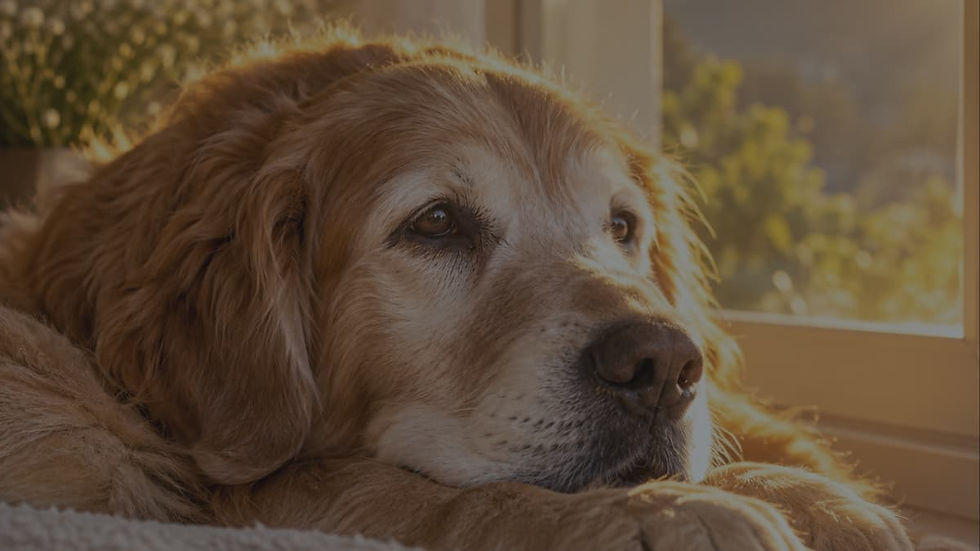 A peaceful older dog resting in warm golden sunlight