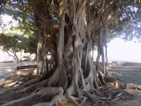 Fr. 18.11.16 / Überwinterung / El Campello