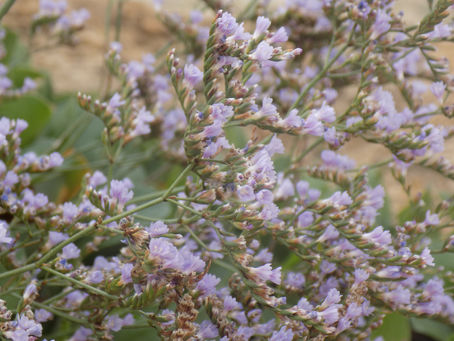 Do. 24.11.16 / Überwinterung / El Campello