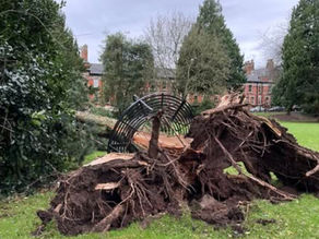 🌳 Tree Removal Update: Storm-Damaged Trees in Pleasure Gardens 🌳