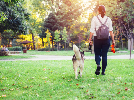 Important Update: Responsible Dog Ownership in the Pleasure Gardens