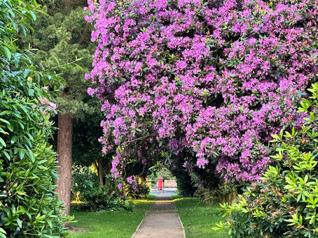 Pleasure Gardens Update - May 2024