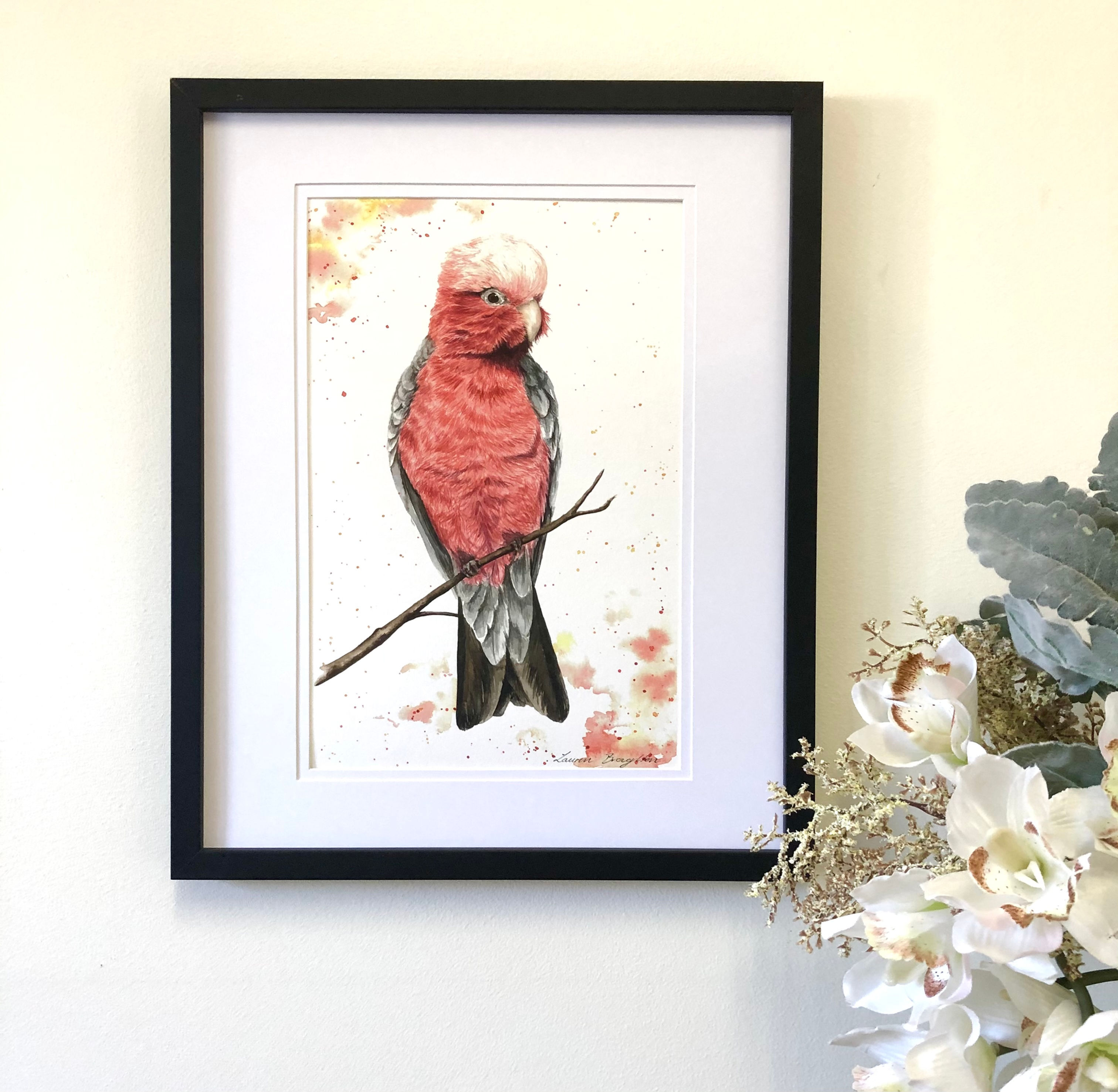 Georgie Love- Galah,