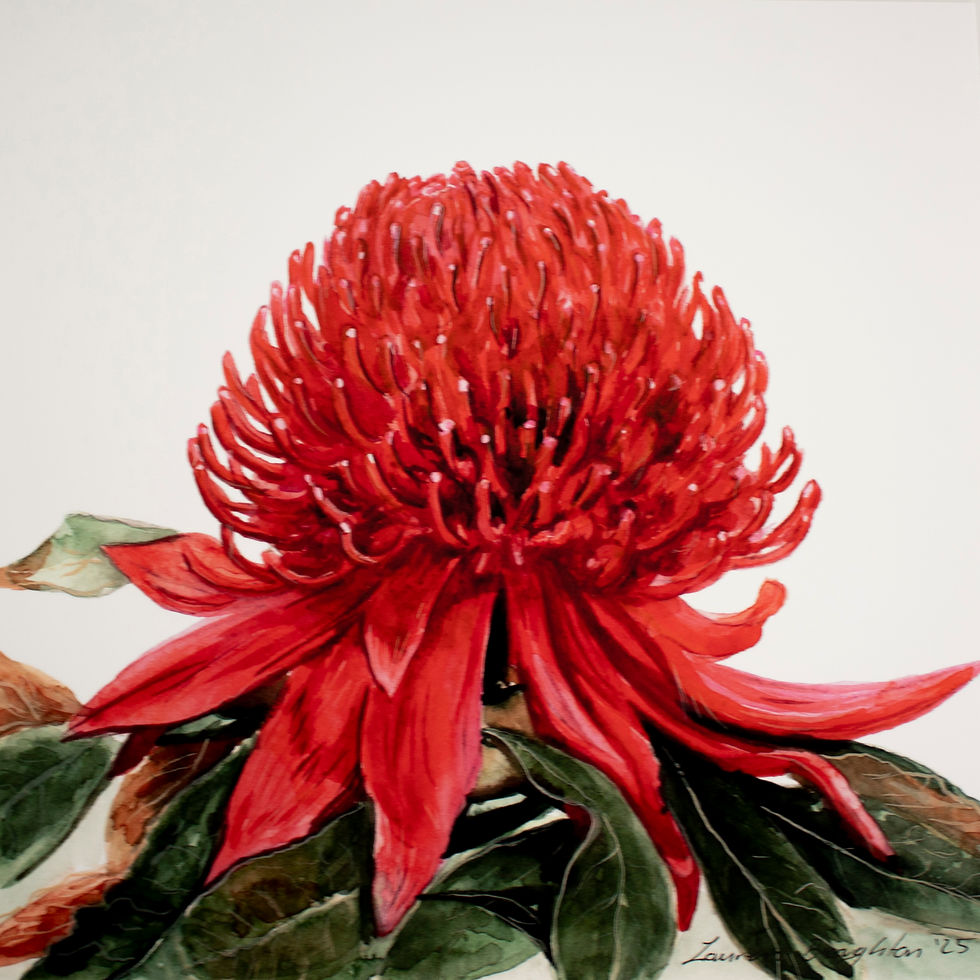 Thumbnail: Waratah, australian native - archival print