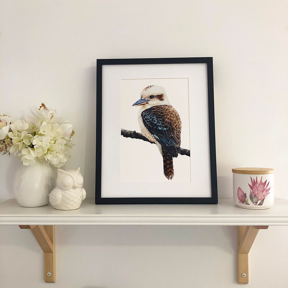 Thumbnail: Laughing Kookaburra