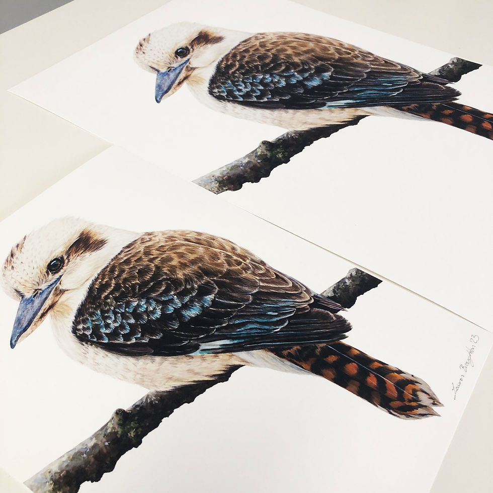 Thumbnail: Laughing Kookaburra