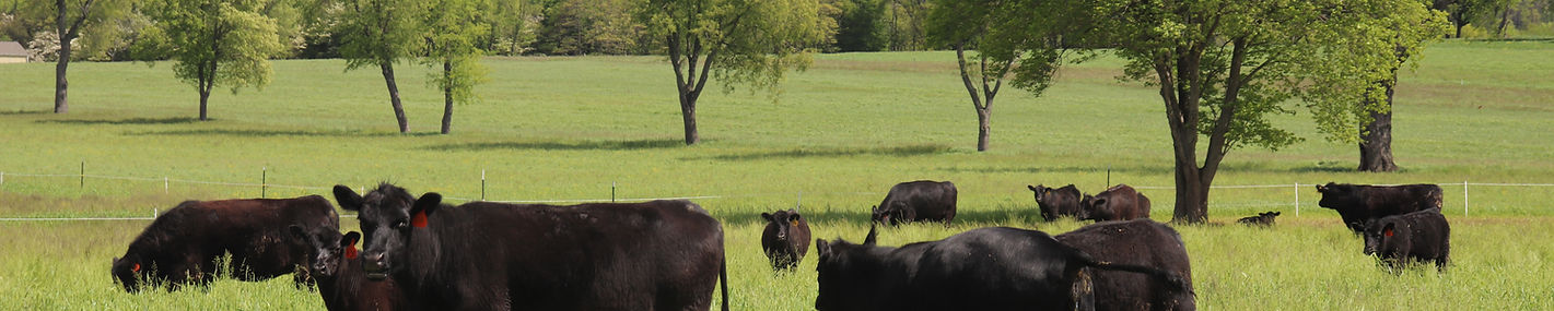 14. Beef cattle at Shane Doyle Farms grazing a rye cover crop (Photo Credit Bridgett Hilsh