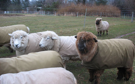 Foxcross Farm
