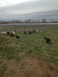 Headquarters Farms