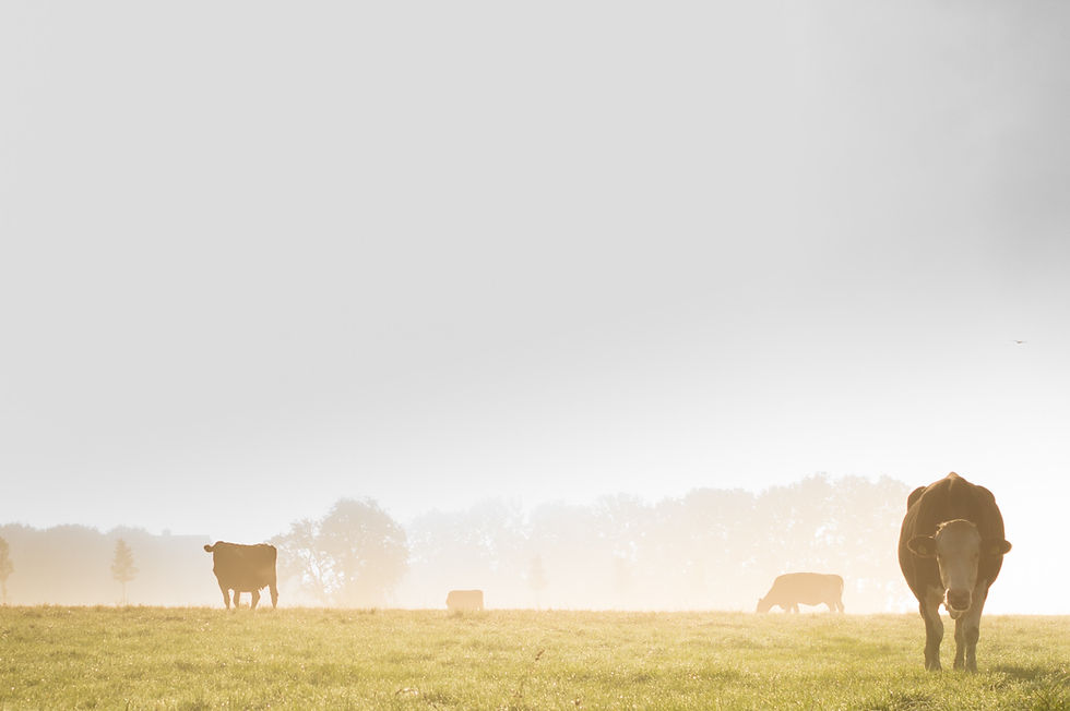 agriculture-animals-cows-9741.jpg