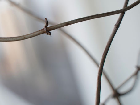 Little, tiny leaf buds offer so much promise ...