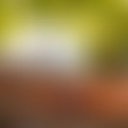 FESTIVAL VALE DOS VINHEDOS Mais de 8 mil pessoas viveram a essência de um território vivo