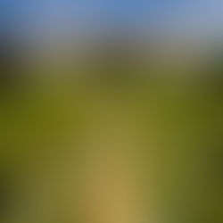 Bacalhôa Vinhos de Portugal celebra 40 anos no Brasil com festa na Pinacoteca de São Paulo