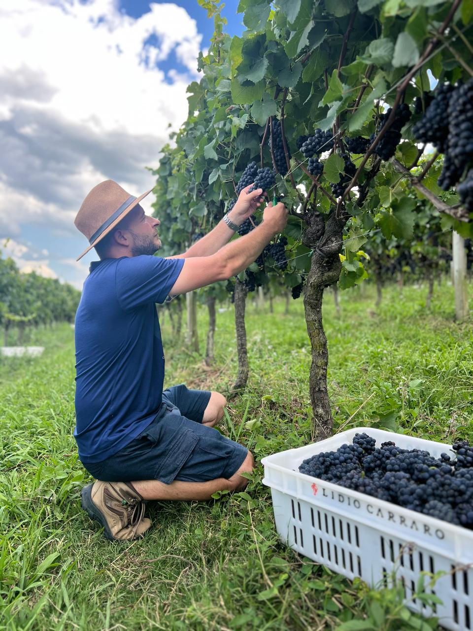 Produtores gaúchos enxergam safra da uva otimista para 2026