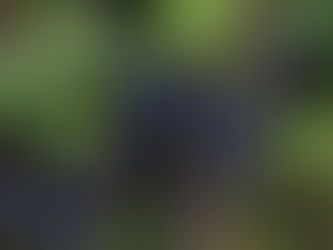 Wines of São Paulo consolida avanço na vitivinicultura paulista com presença em eventos-chave do setor