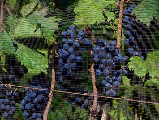 Wines of São Paulo consolida avanço na vitivinicultura paulista com presença em eventos-chave do setor