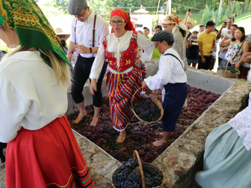 Pisa da Uva 2026 na Quinta do Olivardo resgata tradição portuguesa em São Roque
