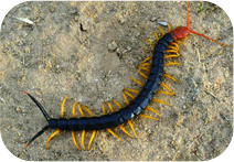 Centipede control