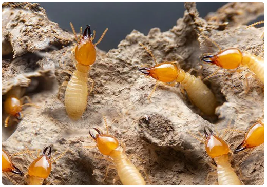 Termite Treatments