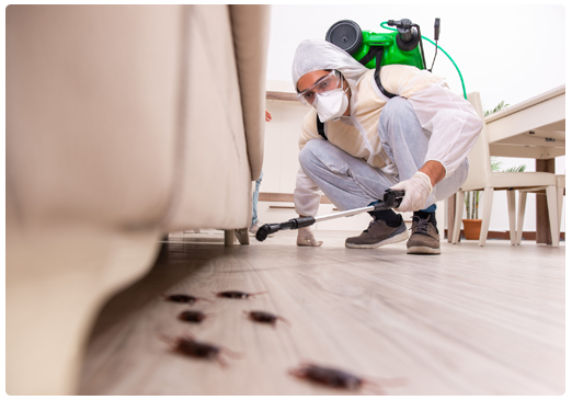 Why Ignoring Commercial Pest Control Can Cost Your Business Big