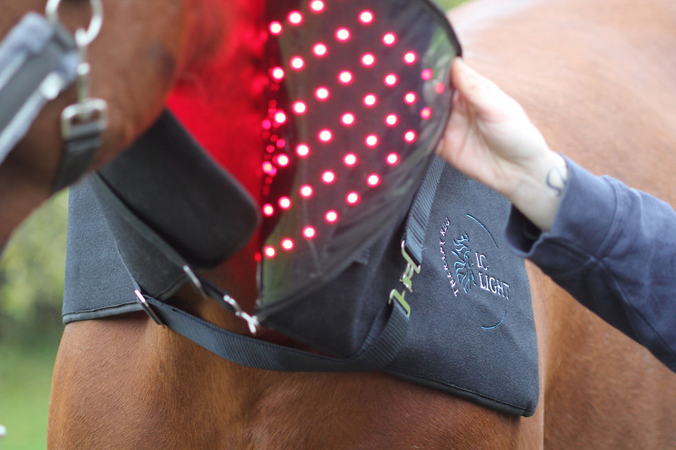Thumbnail: 2 Pack-IC LIGHT-TR90- Horse rug