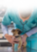 Light therapy products for animals
