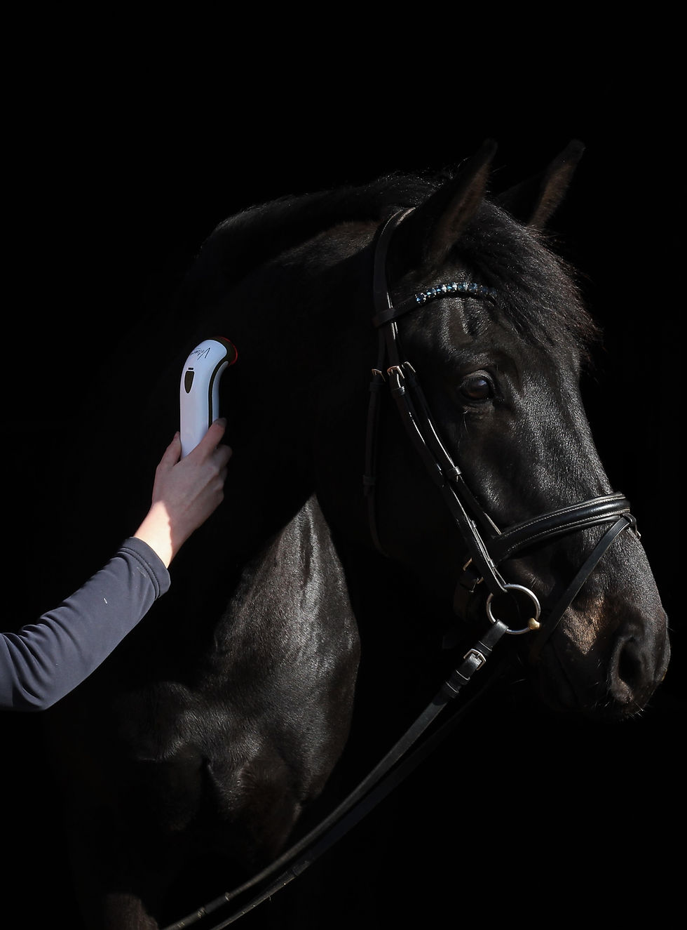 Thumbnail: Photizo Vetcare, for wellness in black horse