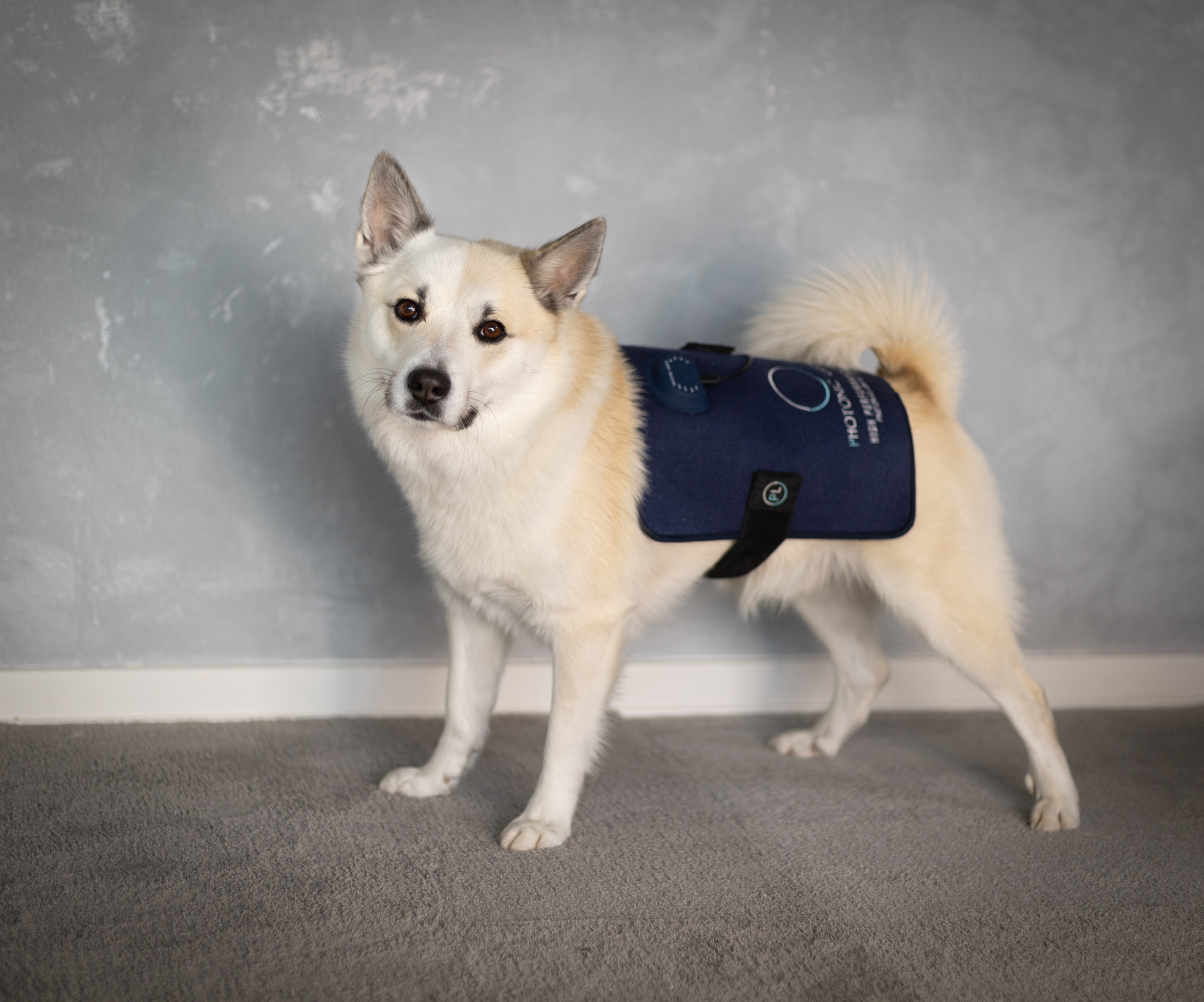 Photonic Lights highPAD 3 on dogs back