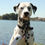 Thumbnail: Photizo Vetcare dog Dalmation