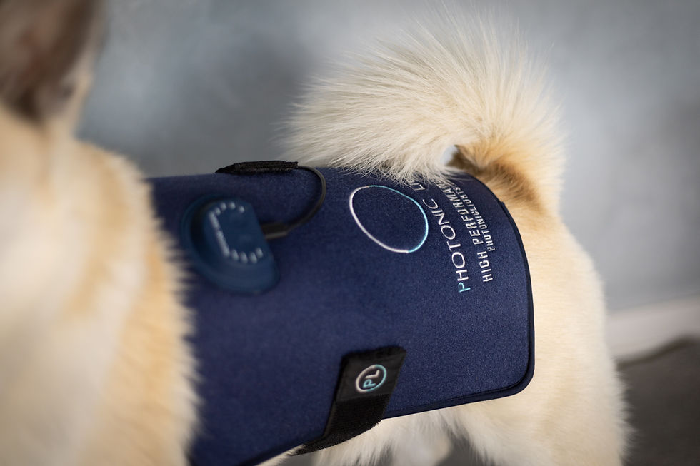 Photonic Lights highPAD 3 on dogs back close up