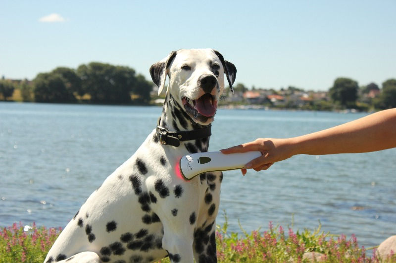 Miniaturebillede: Photizo Vetcare® -Lysterapi på Dalmatiner hund