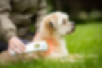Photizo Vetcare on small dog