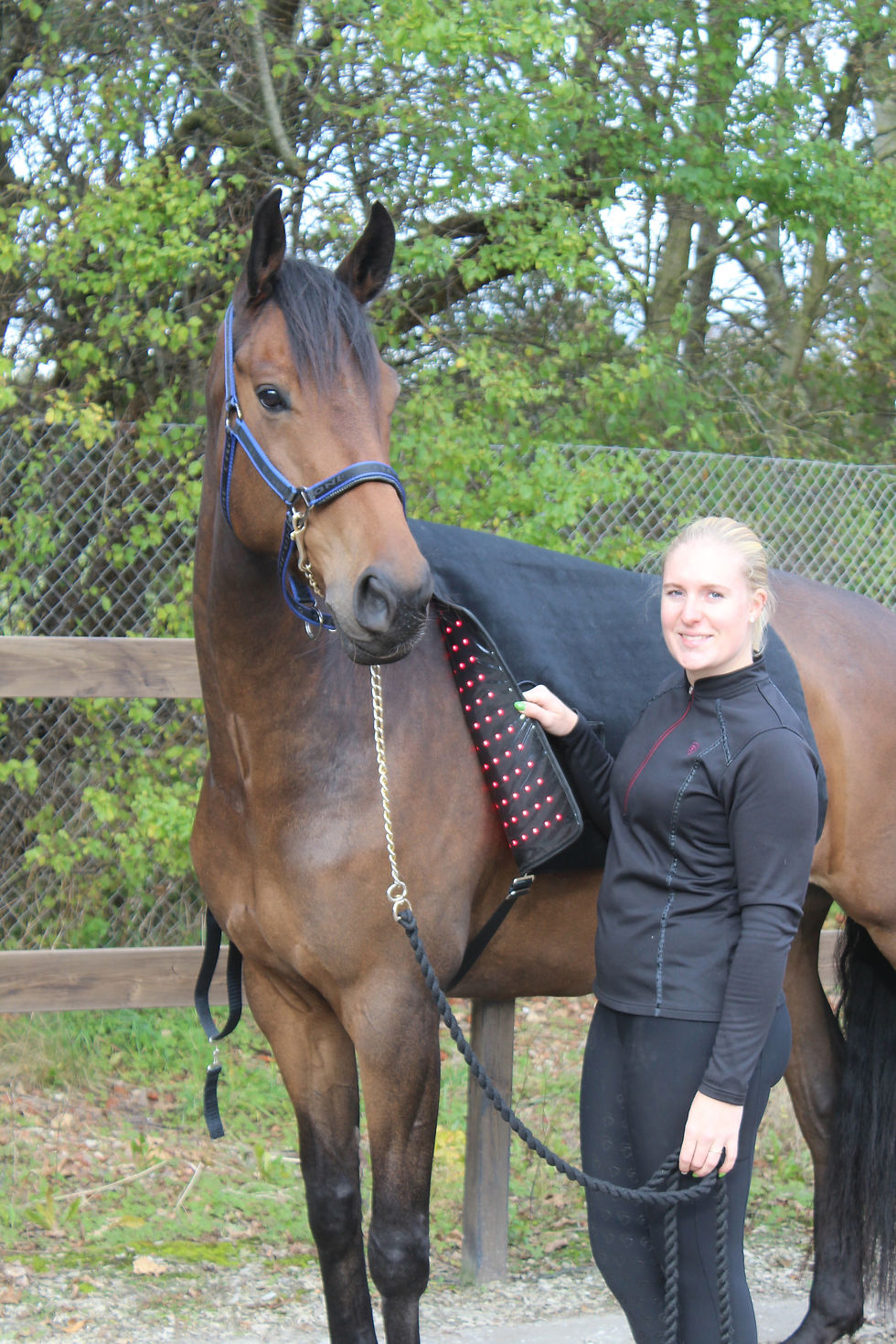 Miniaturebillede: IC LIGHT-TR90® lysterapi dækken til heste, med lys på skulder