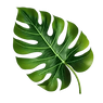 pngtree-free-vector-big-green-leaf-of-tropical-monstera-plant-isolated-on-png-image_674300
