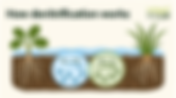 How Denitrification and Simultaneous Nitrification-Denitrification Work