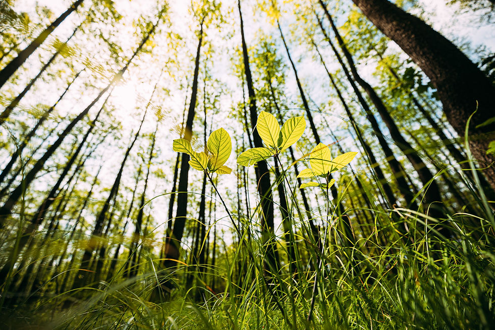What Are the Environmental Impacts of Nitrogen-Fixing Bacteria?