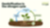 What Is the Role of Denitrification in the Nitrogen Cycle?