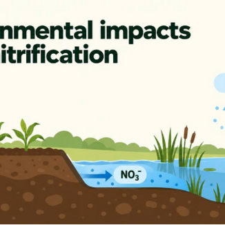 What Are the Environmental Impacts of Denitrification?