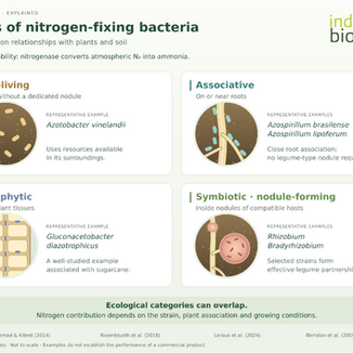 What Are the Different Types of Nitrogen-Fixing Bacteria?