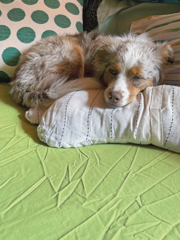 kleiner weißer Hund liegt auf Kissen
