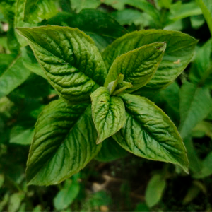 Menta del huerto (Manojo)