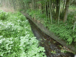 蛍の川(徒歩1分)