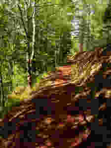 IMG_9442.jpeg