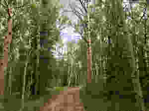 IMG_2339.jpeg