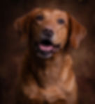 Happy reddish-brown dog from pet studio photography in Huntly