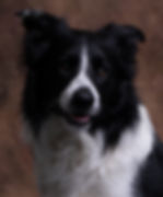 Happy Border Collie, pet studio photography in Huntly.