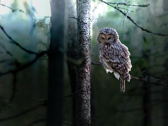 La sagesse est d'agir sur ce timing naturel.