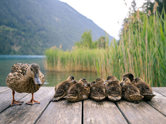 Le poids de la normalité ou l’histoire de tous les vilains petits canards.