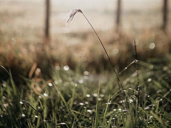 Le soleil va revenir, Il revient toujours.