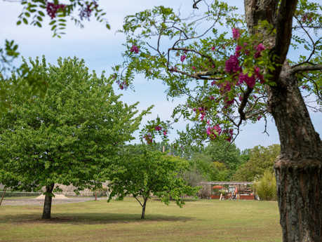 jardin-grande-coquille 